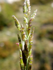 Torreyochloa pallida