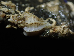 Scabrotrophon stuarti