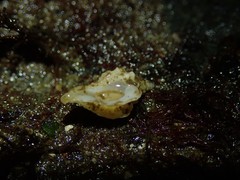 Scabrotrophon stuarti