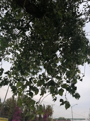 Angiospermae