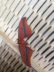 Opodiphthera loranthi