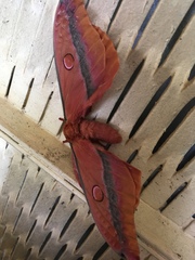 Opodiphthera loranthi