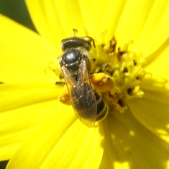Halictus ligatus