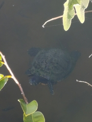 Trachemys venusta iversoni