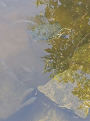 Trachemys venusta iversoni