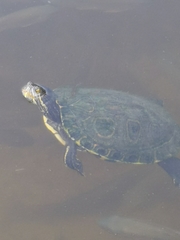 Trachemys venusta iversoni