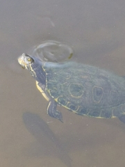 Trachemys venusta iversoni