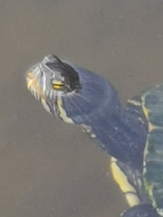 Trachemys venusta iversoni