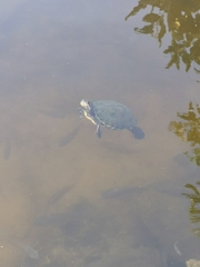 Trachemys venusta iversoni