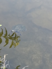 Trachemys venusta iversoni