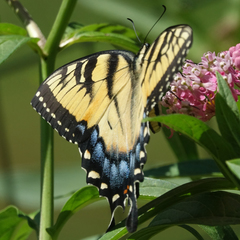 Papilio glaucus