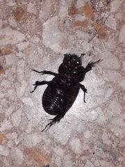Archophileurus