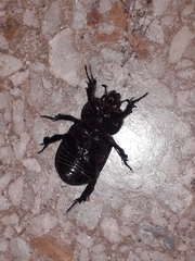 Archophileurus