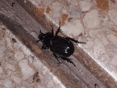 Archophileurus