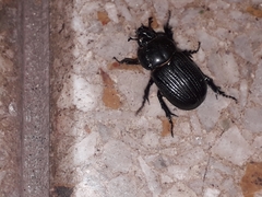 Archophileurus
