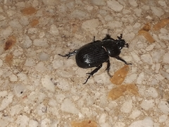 Archophileurus