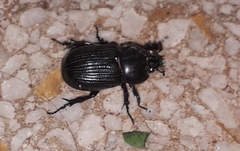 Archophileurus