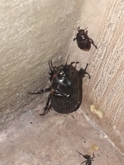 Archophileurus
