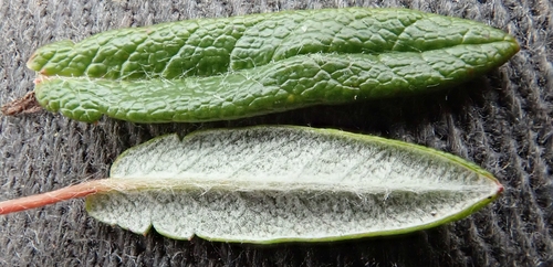 Entireleaf Mountain-Avens