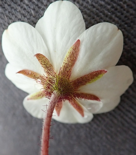Entireleaf Mountain-Avens