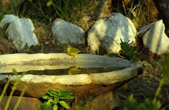 Zosterops anderssoni