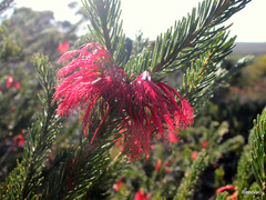 Melaleuca quadrifida