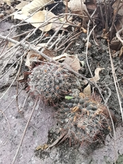 Mammillaria mathildae