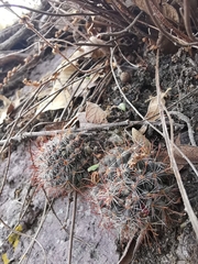 Mammillaria mathildae