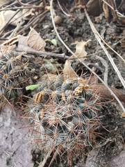 Mammillaria mathildae