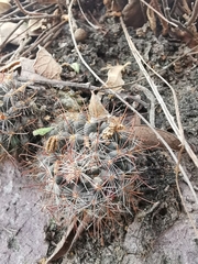 Mammillaria mathildae