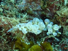Phyllodesmium magnum