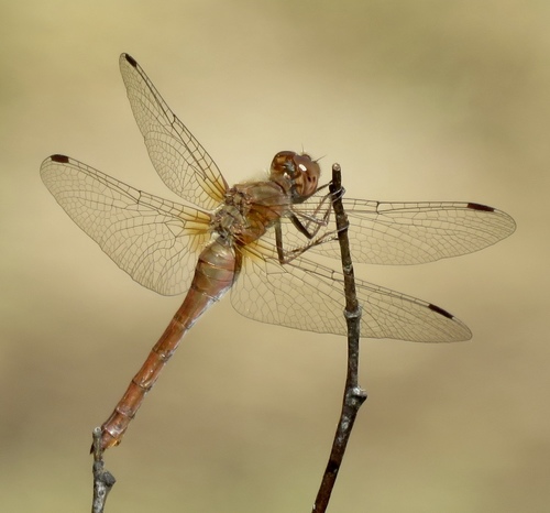 iNaturalist observation photo of Autumn Meadowhawk