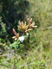 Chromolaena bullata