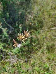 Chromolaena bullata