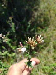 Chromolaena bullata