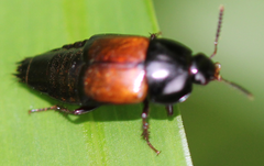 Tachinus fimbriatus