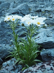 Dolichoglottis scorzoneroides