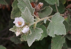 Malacothamnus palmeri