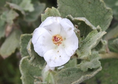 Malacothamnus palmeri