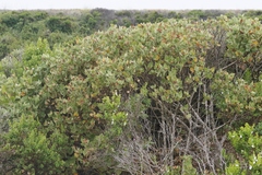 Malacothamnus palmeri