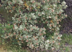 Malacothamnus palmeri