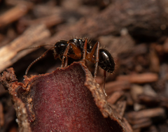 Camponotus lownei