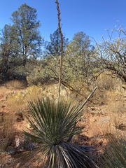Yucca elata verdiensis