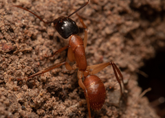 Camponotus nigriceps
