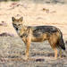 Golden Jackal - Photo (c) pfaucher, some rights reserved (CC BY-NC), uploaded by pfaucher