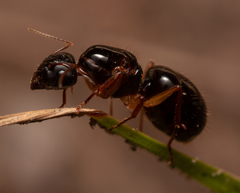 Camponotus lownei