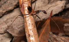 Leptomyrmex rothneyi