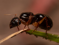 Camponotus lownei