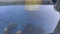 Barbonymus schwanefeldii