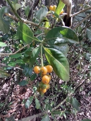 Palicourea boqueronensis